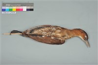 藏品(黑冠麻鷺)的圖片